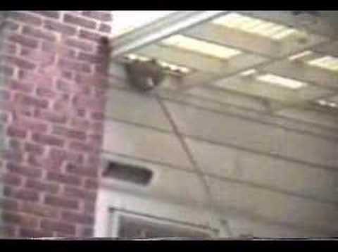 Exploding Wasp Nest