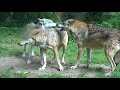 Ritualized dominance behavior, omega wolf, Dominanzverhalten (zoo Tiergarten Worms)