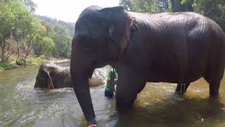 River bathing with elephants with Sophie & Lucky