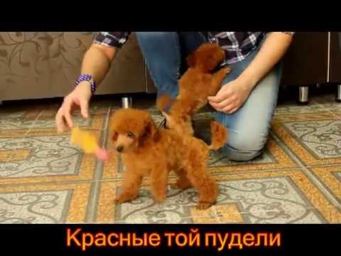 Мода лето 2018 : тенденции модной одежды, фото новинки Логотип Векторы, фото и PSD файлы Скачать