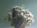 brittle starfish spawning