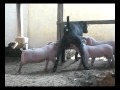 Black dog gives breast-feeding to white baby pigs.