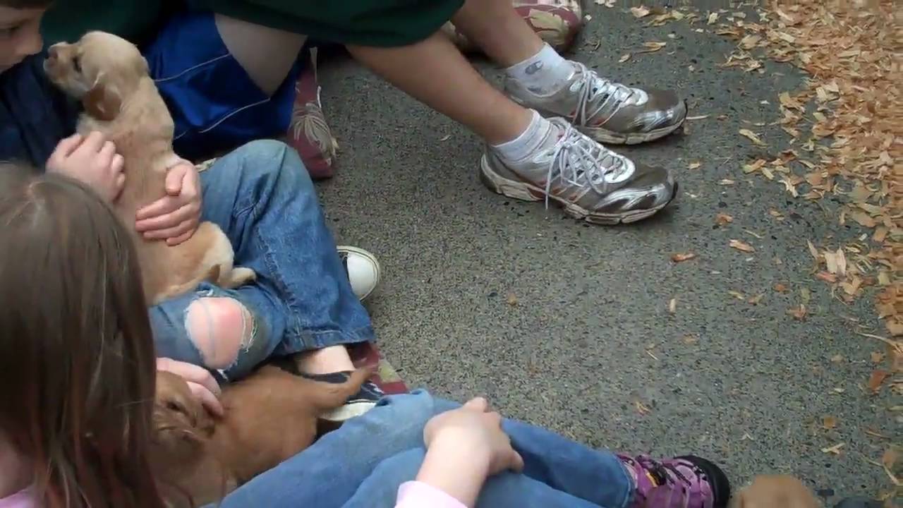 what color will my golden retriever be what color will my golden retriever be what color will my golden retriever be what color will my golden retriever be