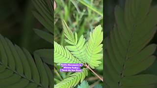 Touch Me Not Plant Mimosa Pudica