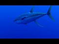 Whale Shark Says Hello | Get Out of the Way!
