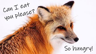 Asmr V Fox Wife Roleplay - I Am Hungry Requested