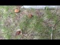 Boletus Pinicola 31/05/2014
