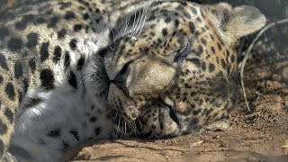 Born Frees Leopard Rhea Enjoys The African Sun