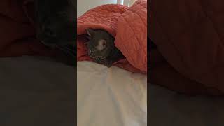 Interviewing Ypur Unborhered Cat. She Knows How To Make A Mess, But Can She Clean It Up?