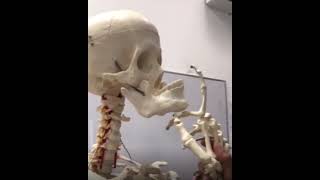 Skeleton Mewing