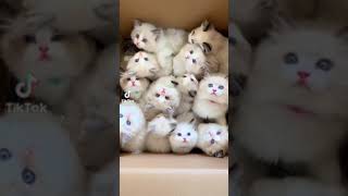 Gattini.