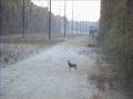 if u miss a deer three times, quit hunting Video
