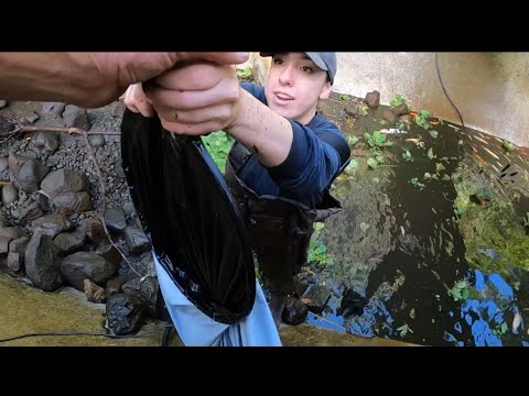 Sacramento, CA Koi Rescue With Ximenez Waterfalls, Sacramento Fish Pond Services