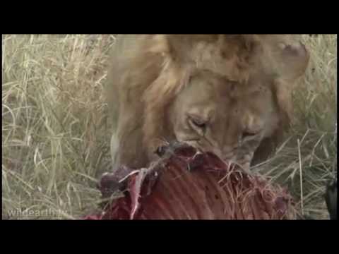 natalie pinkham bbc. Majingilane Lions Eating
