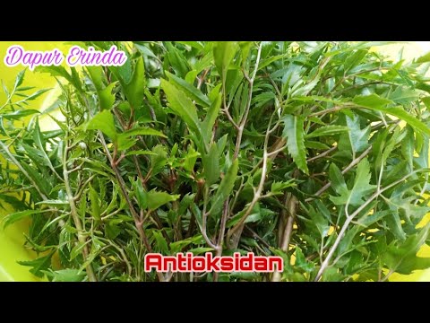 Daun Kaya Manfa'at | Dimasak Gini Aja Udah Nikmat Banget | Daun Cakra Cikri by @DapurErinda
