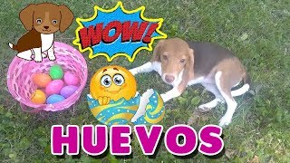 ¡Reto a Mi Perrita Dana a Recolectar Huevos De Colores! Funny Dogs