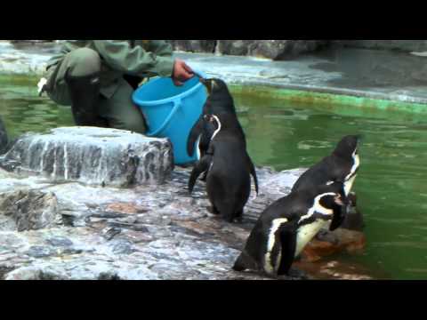 フンボルトペンギンの中に一匹･･････　京都市動物園
