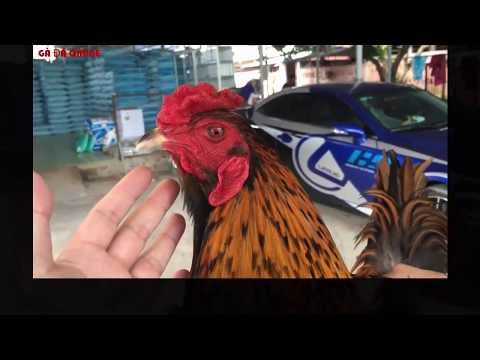Dàn Gà Mới Nhập Giá Trên 100 Triệu của Mít Trà Cú