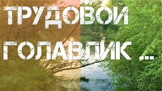Позитивная рыбалка на голавля на реке Орель в Днепропетровской области в мае 2016 года. В кадре...