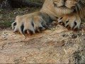 claws