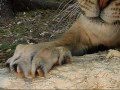 claws