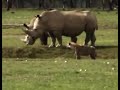 Africa Salvaje Rinocerontes Salvan A Un Bufalo Del Ataque De images Africa Salvaje Rinocerontes Salvan A Un Bufalo Del Ataque De