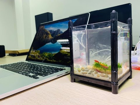 Setup bể thủy sinh trên bàn làm việc cực đẹp chỉ với 100K