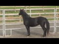 Tony Eyler - Promo Video