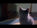 Cats And Dogs Trailer HD