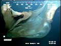 Strange Unidentified  Sea Creature  Deep In Our Oceans - FULL