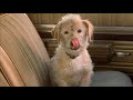 Jack Black - kicks baxter