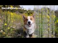 Goro@Welsh corgi - Thank you for all