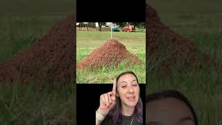 Fire Ant Mound Or Regular Ant Mound? Well Help You Tell The Difference