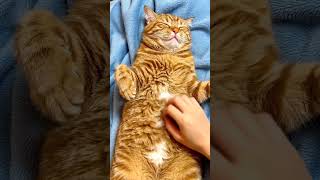 My Cat Love Belly Rub