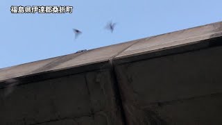 コウモリの巣を発見【FDNニュース】