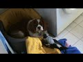 Bird Loves Dog