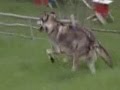perro vs lobo gris