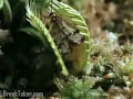 frog eaten by venus flytrap