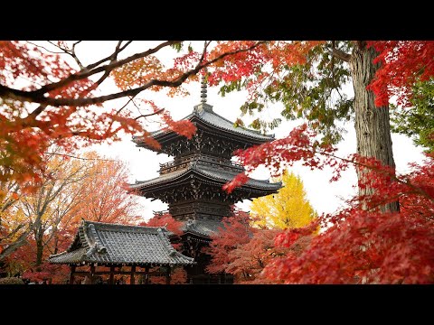 京都 真如堂 紅葉(4K) カエデ・エリシア京都 caede|L’ELISIR KYOTO[shinnyodo, Kyoto Red Leaves]