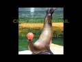 The Memphis Zoo Sea Lions Believe!