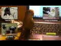 pets