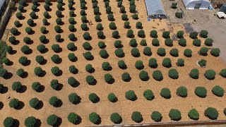 Mendo Dope Visits Soil Kings Seed 2 Soul Farms
