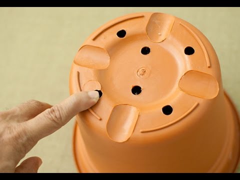 Плесень в цветочном горшке, как избавиться?! Что делать Как посадить саженец яблони (пошаговая инструкция с фото)