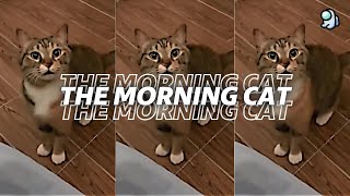 Atilakw - The Morning Cat  (Lyrics)