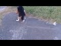 Street Dog breeding In Field  Animal breeding Season online video cutter com
