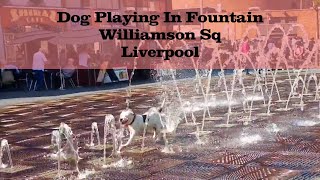 Dog playing in Water Fountain, Williamson Sq, Liverpool