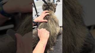 Hand Stripping A Cairn Terrier
