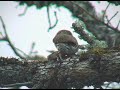 Pygmy Owl