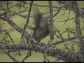 Pygmy Owl