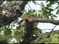 Pygmy Owl